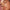 KYLIE SKIN масло для лица