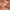 Charlotte Tilbury pillow talk матовые румяна